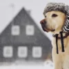 dog winter tips 1.png