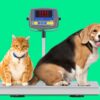 insurance overweight pet cost